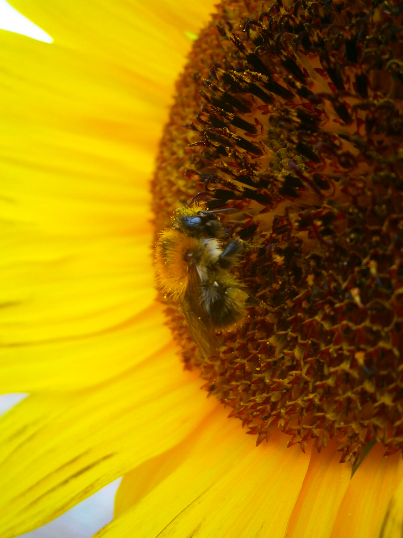 Hummel auf Sonnenblume