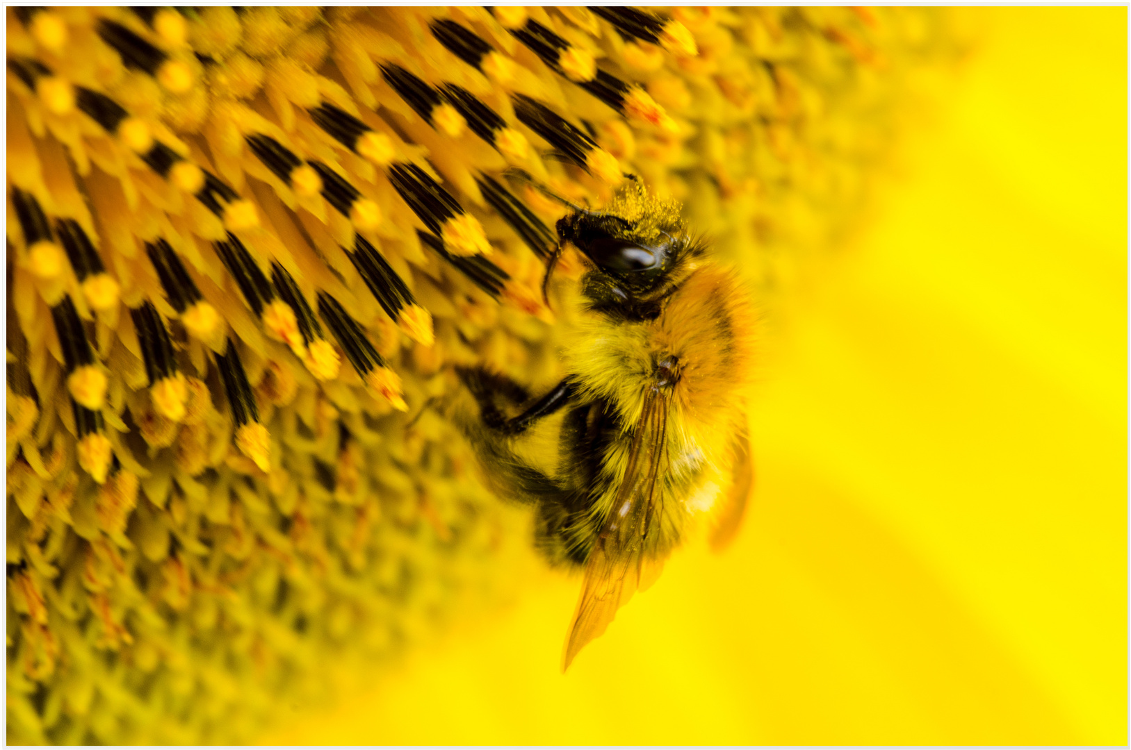 Hummel auf Sonnenblume