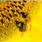 Hummel auf Sonnenblume