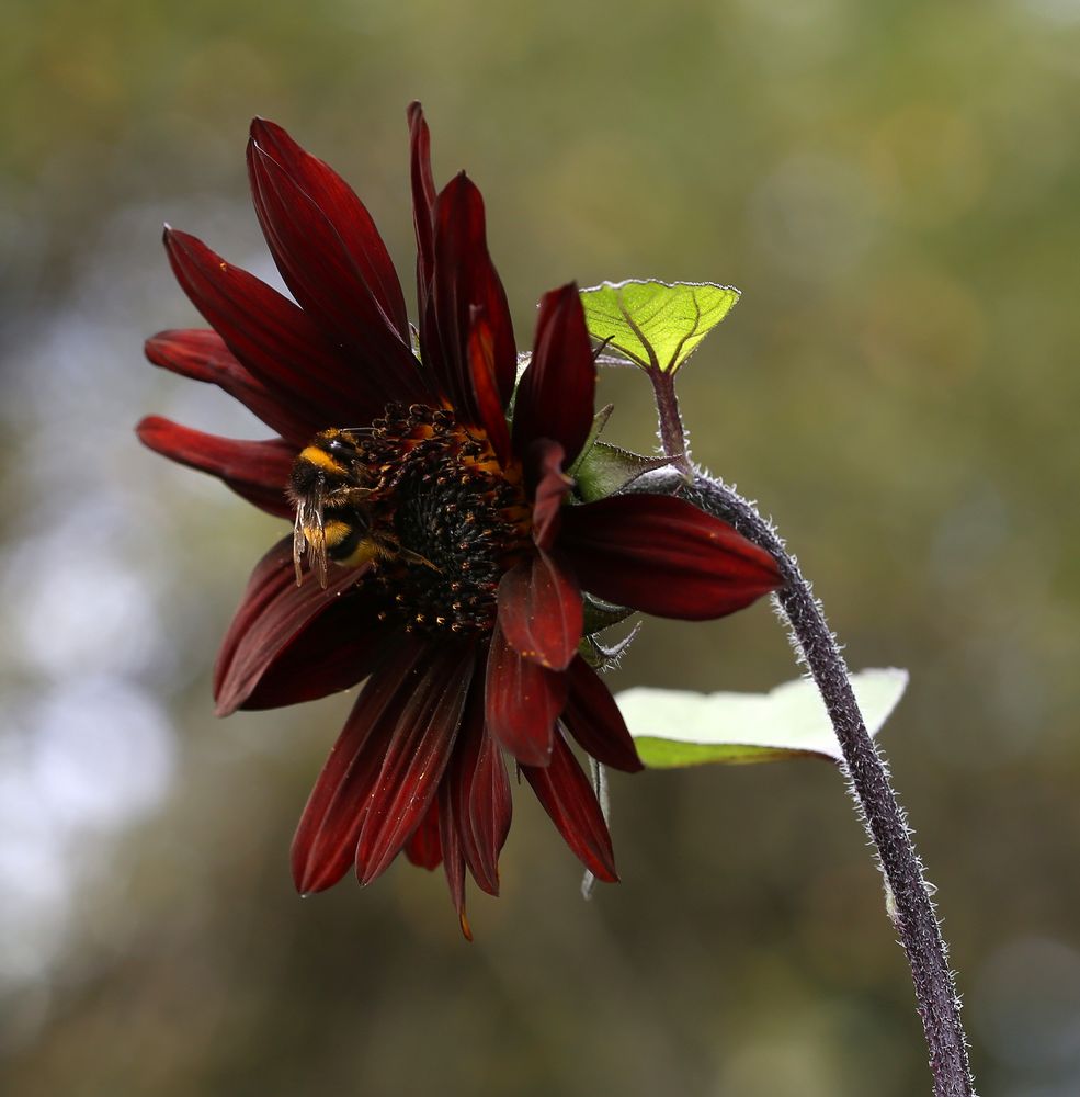 Hummel auf Sonnenblume