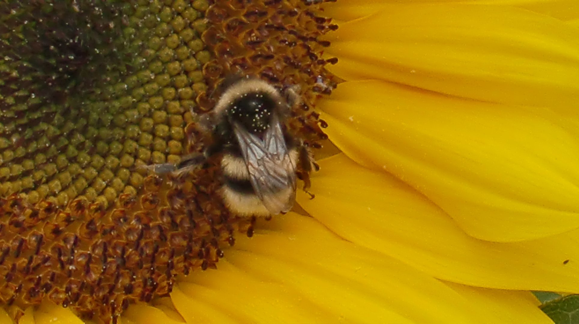 Hummel auf Sonnenblume