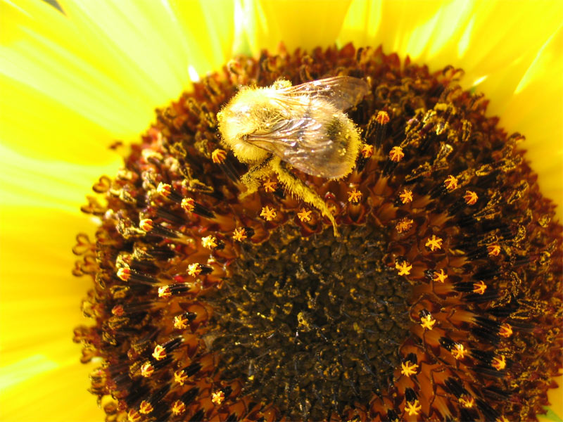 Hummel auf Sonnenblume