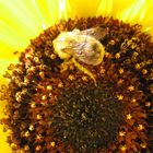 Hummel auf Sonnenblume