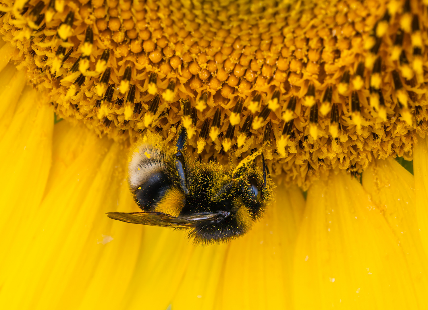 Hummel auf Sonnenblume