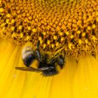 Hummel auf Sonnenblume