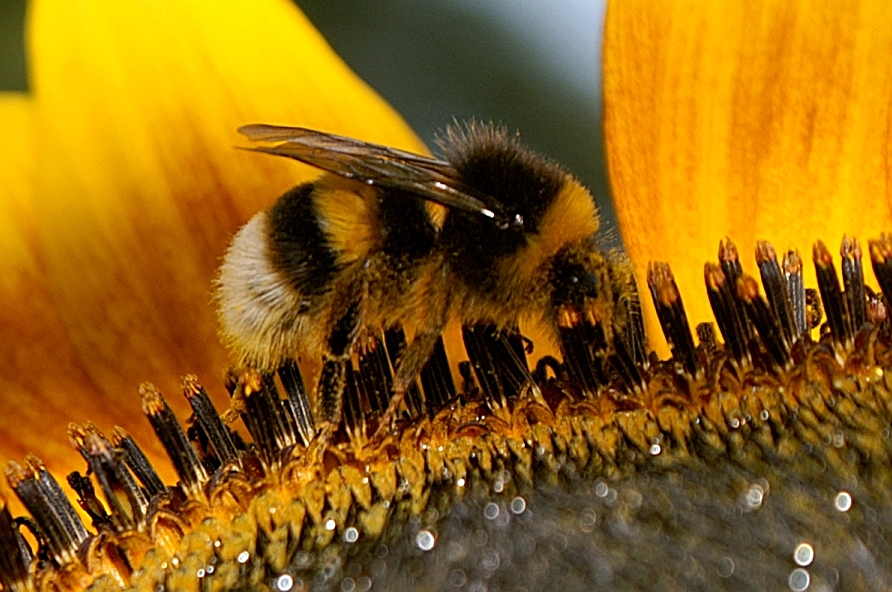 Hummel auf Sonnenblume