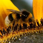 Hummel auf Sonnenblume