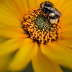 Hummel auf Sonnenblume