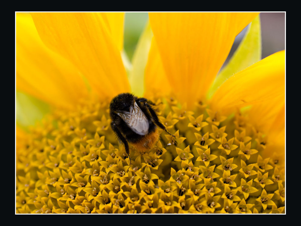 Hummel auf Sonnenblume