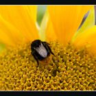 Hummel auf Sonnenblume