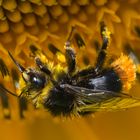 Hummel auf Sonnenblume