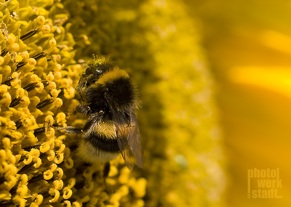 Hummel auf Sonnenblume