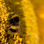 Hummel auf Sonnenblume