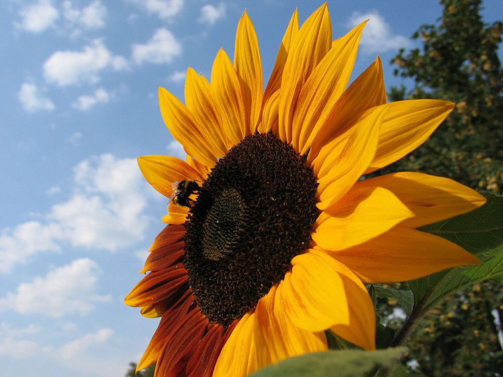 Hummel auf Sonnenblume