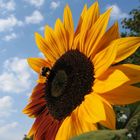 Hummel auf Sonnenblume