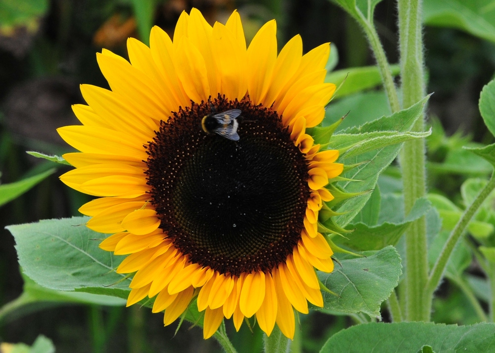 Hummel auf Sonnenblume in Altrip