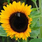 Hummel auf Sonnenblume in Altrip