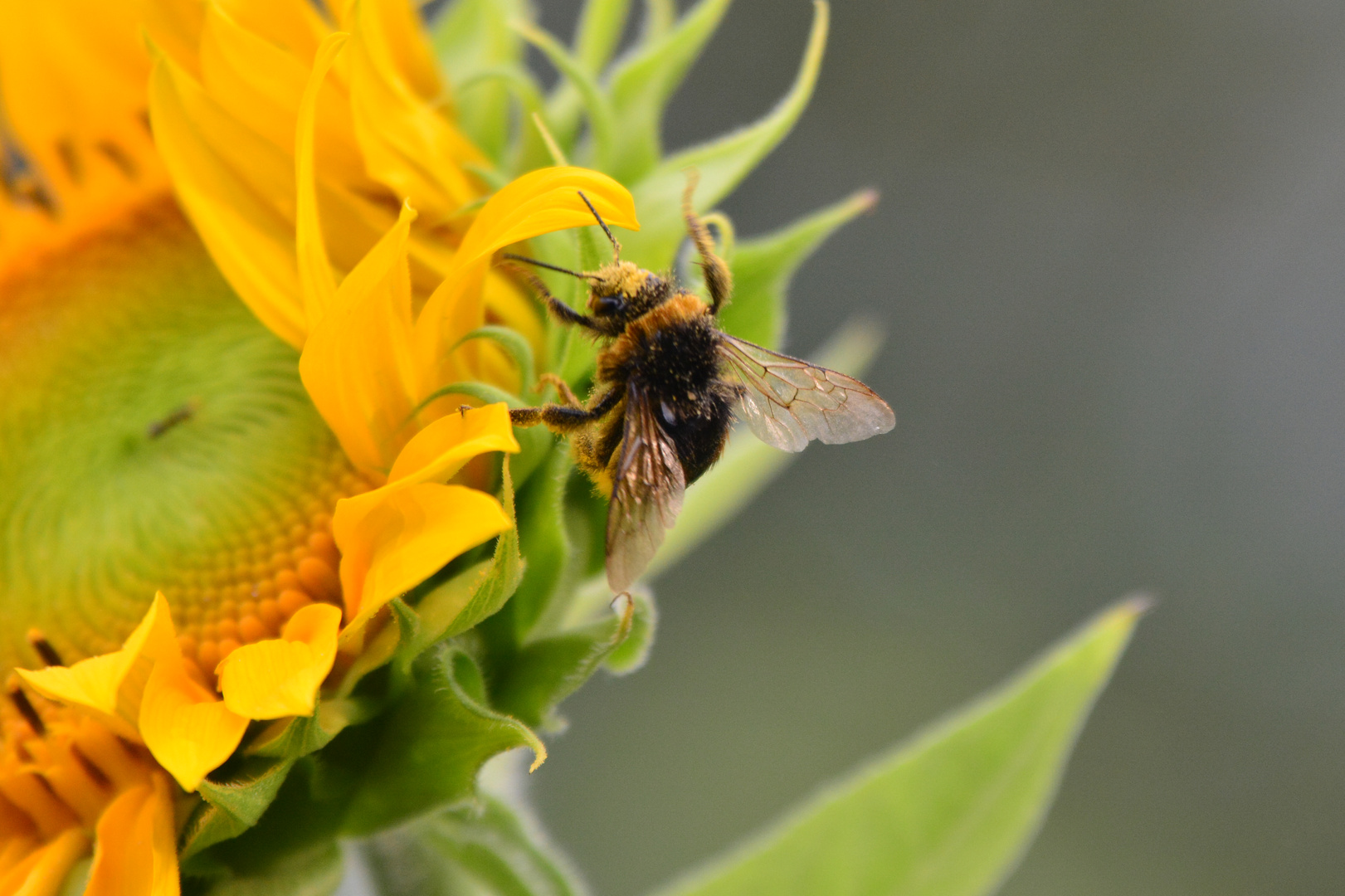 Hummel auf Sonnenblume2