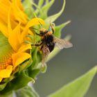 Hummel auf Sonnenblume2