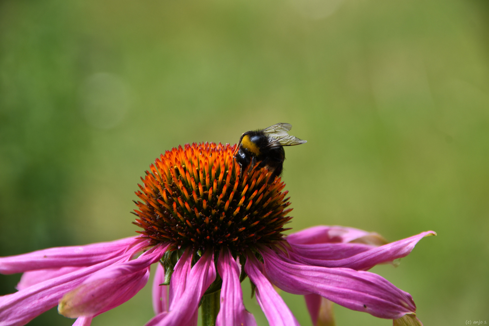 Hummel auf Sonnenhut