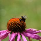 Hummel auf Sonnenhut