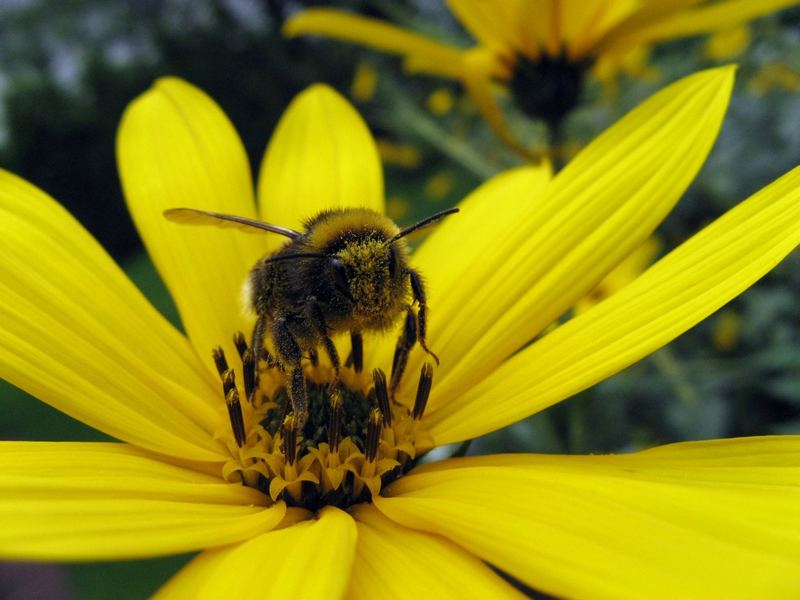 Hummel auf Sonnenhut