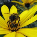 Hummel auf Sonnenhut