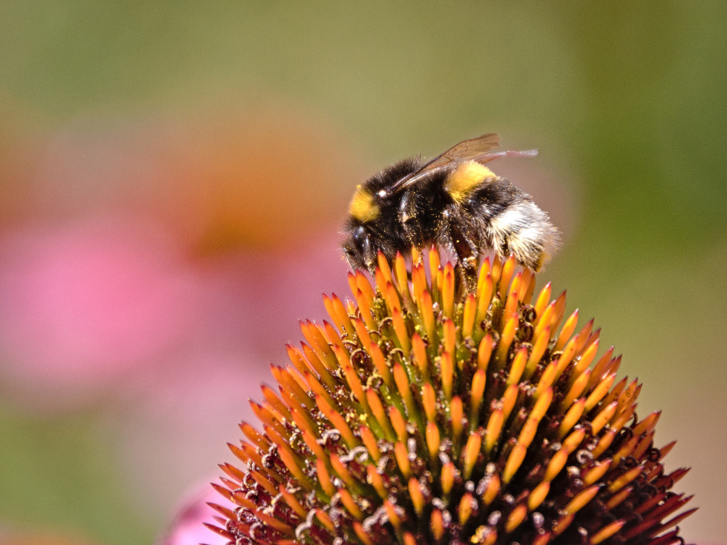 Hummel auf Sonnenhut !