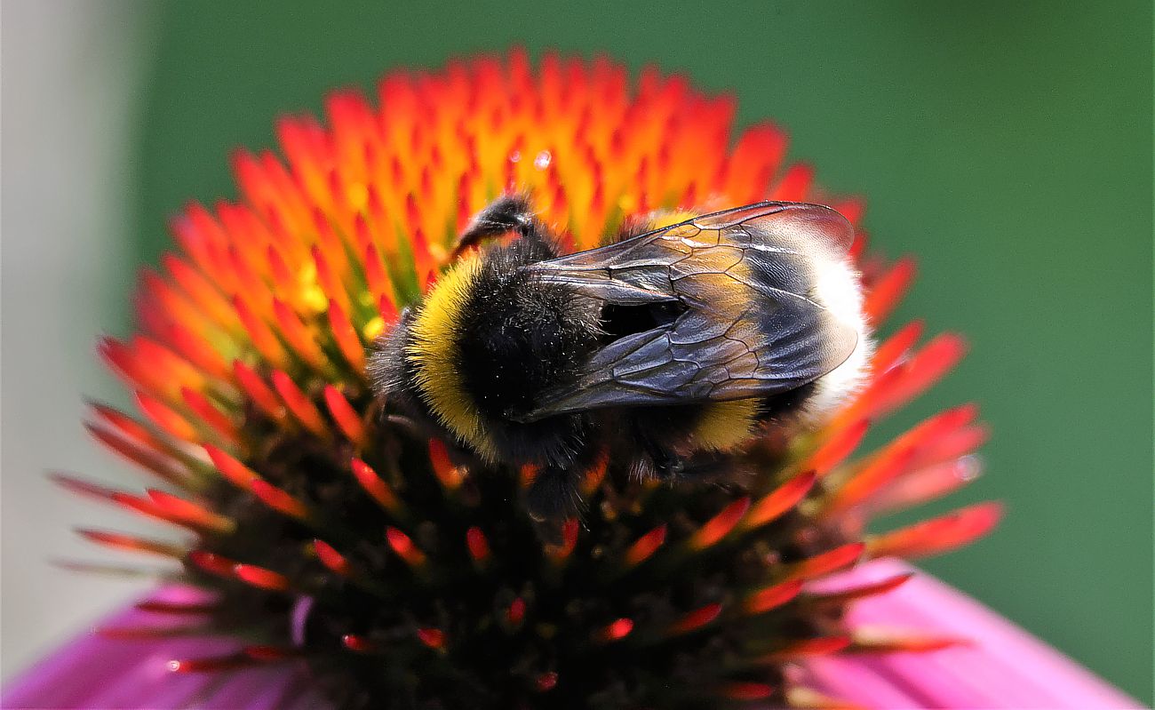 Hummel auf Sonnenhut