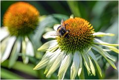 Hummel auf Sonnenhut