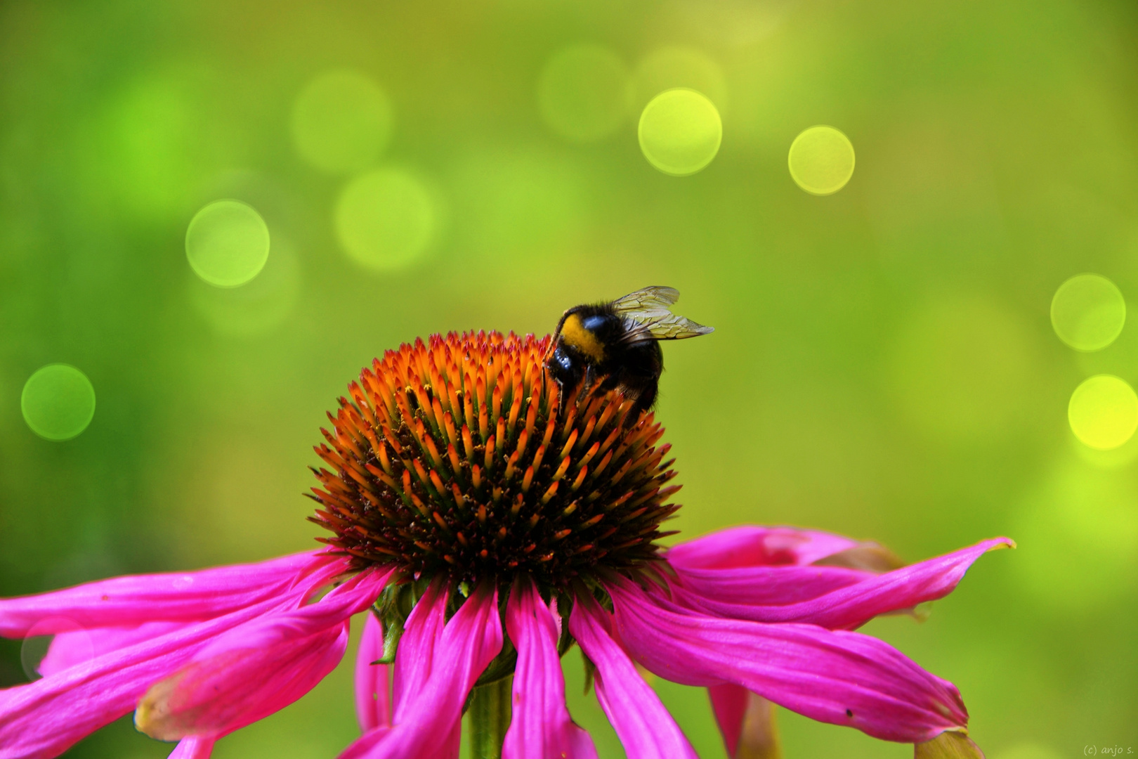 Hummel auf Sonnenhut_X