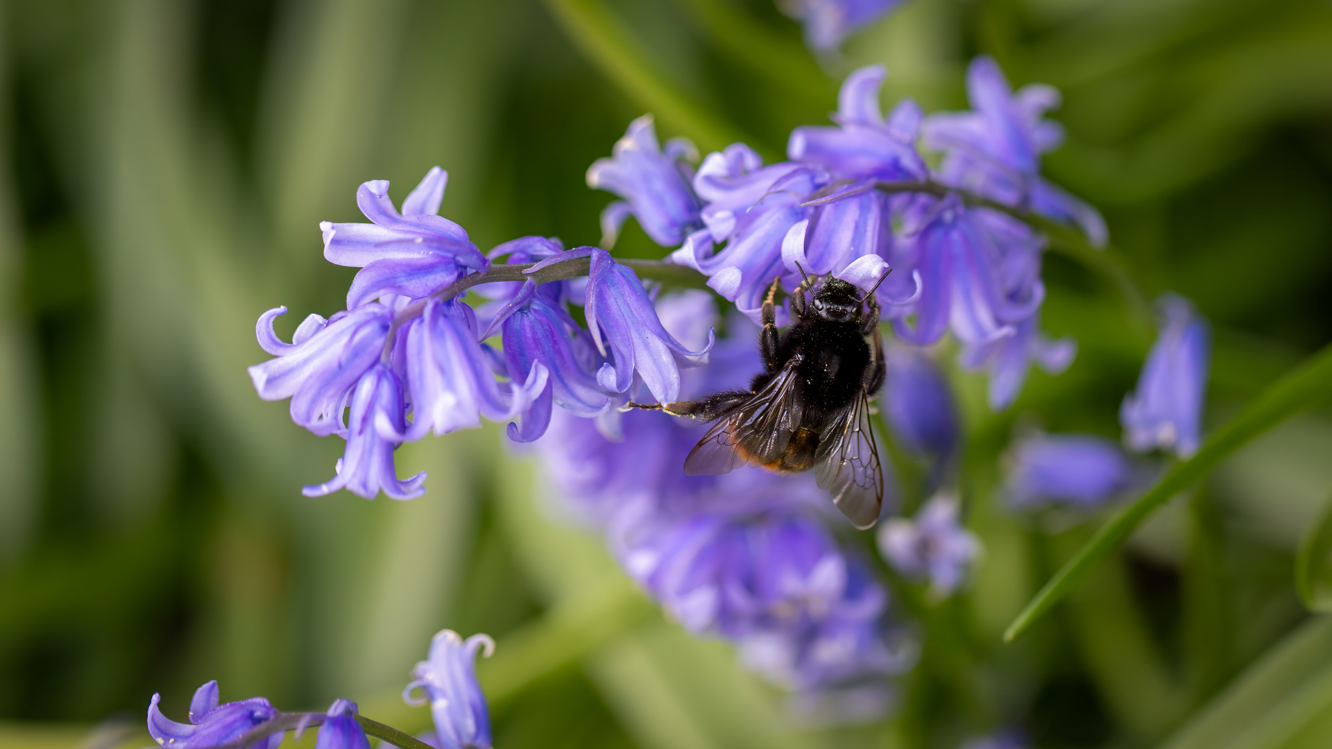 Hummel auf spanische Hasenglöckchen