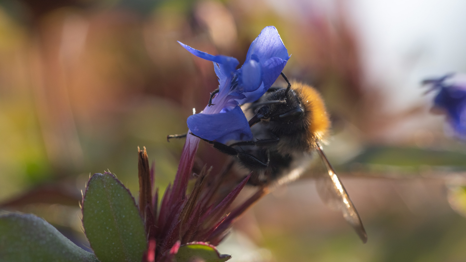 Hummel auf Steppenschleier