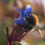 Hummel auf Steppenschleier