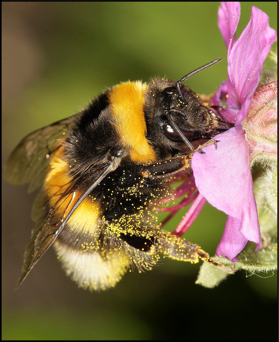 Hummel auf Storchschnabel.