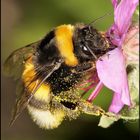 Hummel auf Storchschnabel.