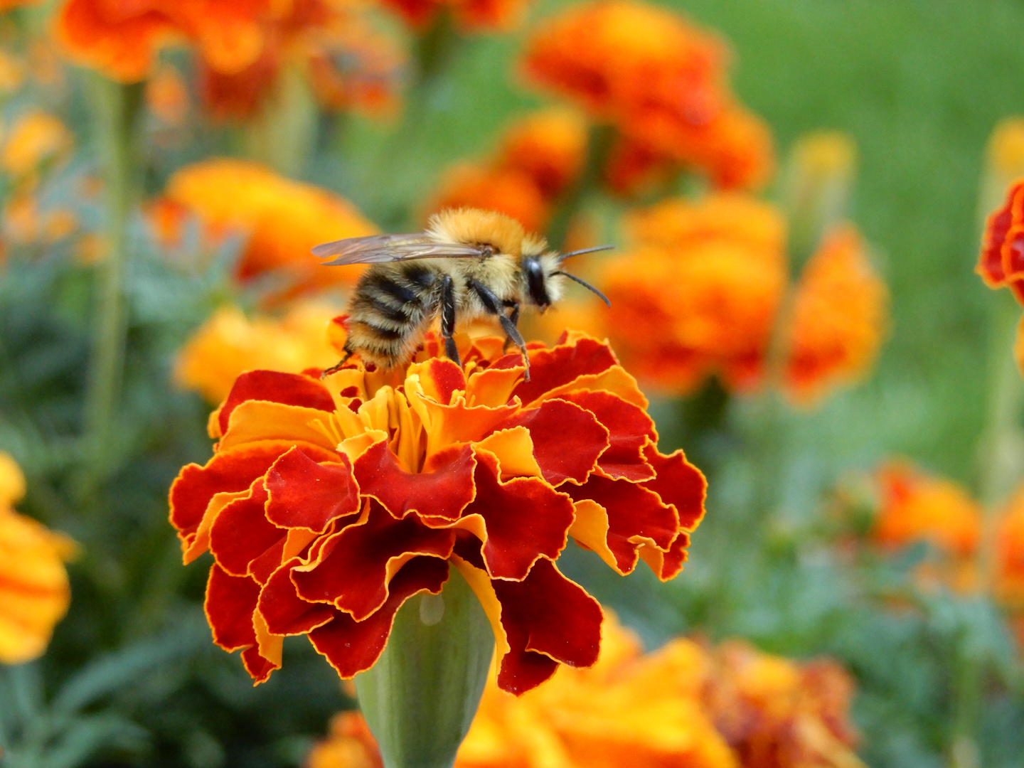 HUMMEL AUF TAGETES