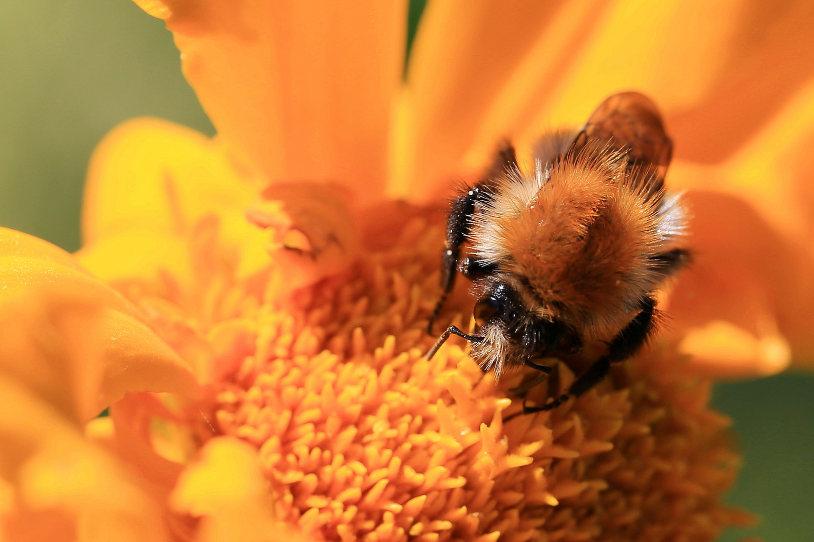 hummel auf tagetes