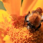 hummel auf tagetes