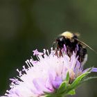 Hummel auf Tauben-Skabiose 