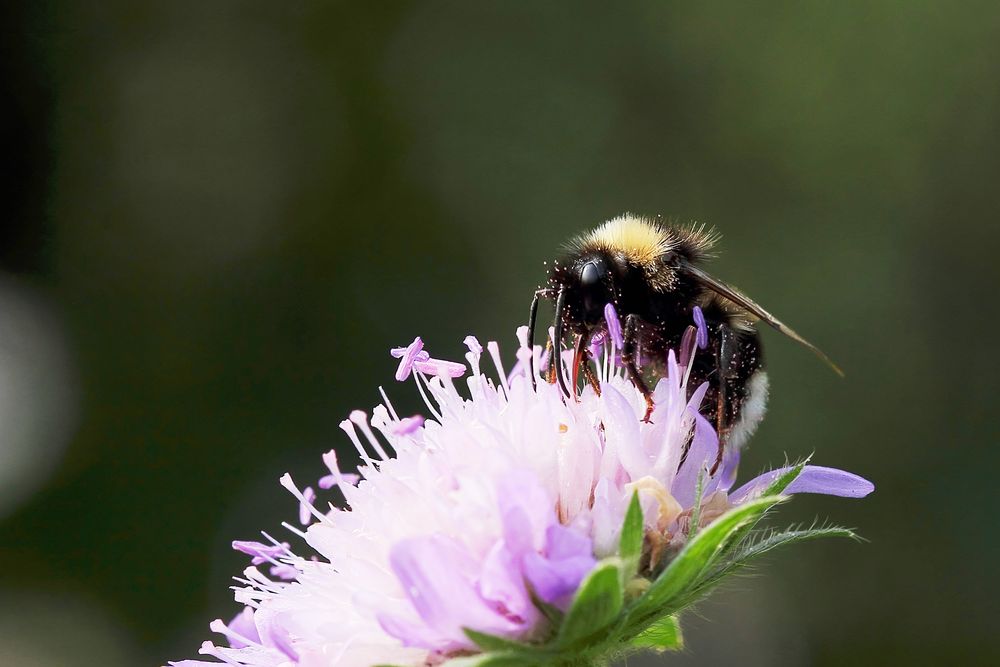 Hummel auf Tauben-Skabiose 