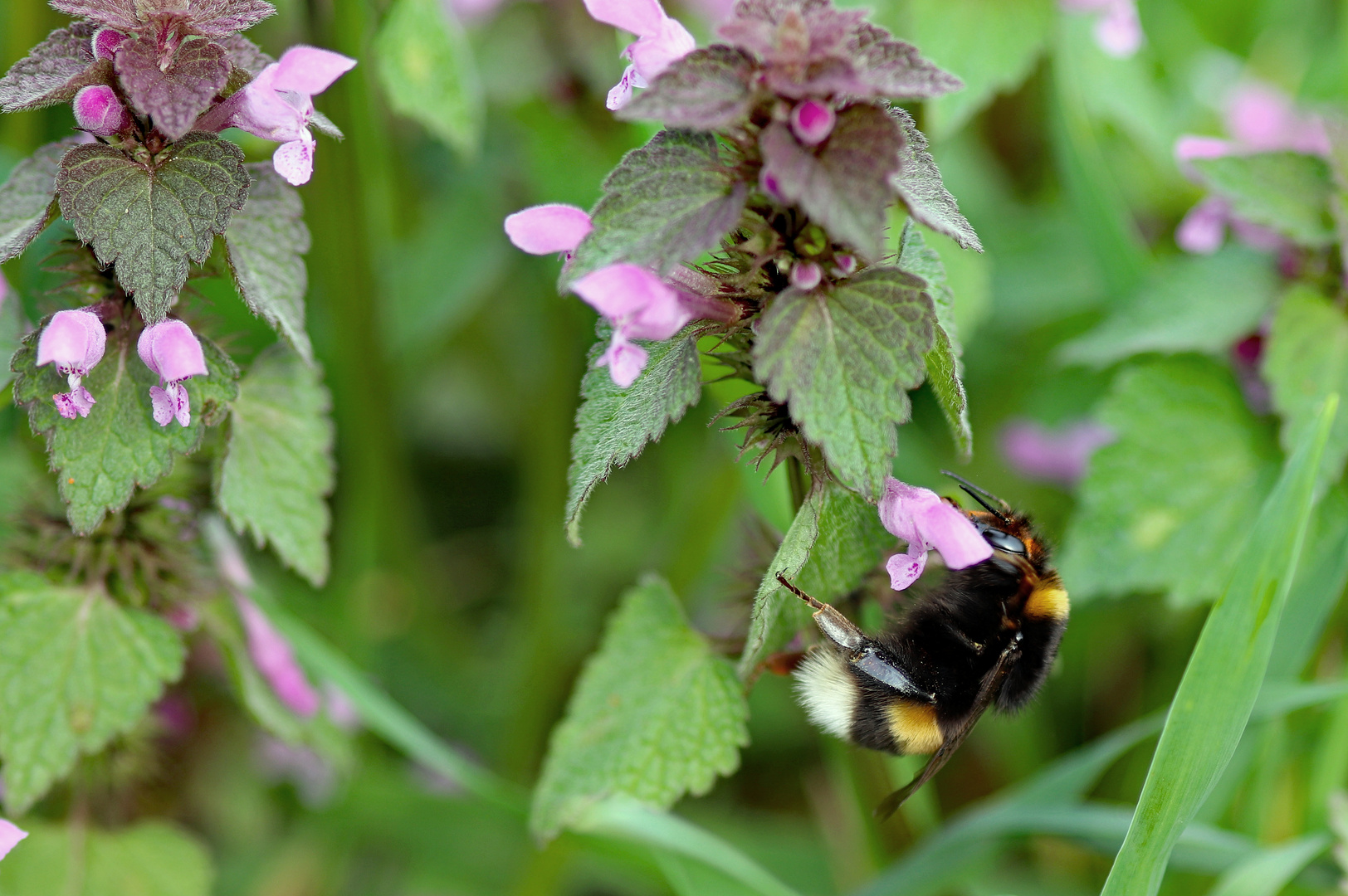 Hummel auf Taubnessel (1)