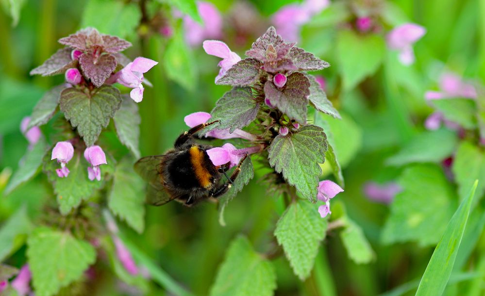 Hummel auf Taubnessel (1)