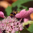 Hummel auf Tellerhortensie 