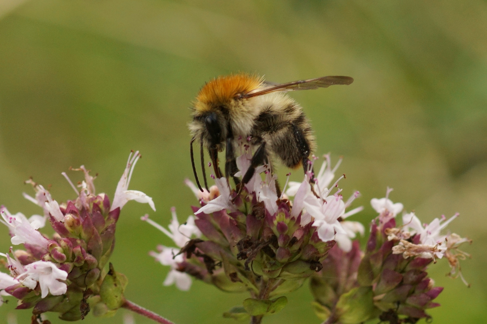 Hummel auf Thymian 