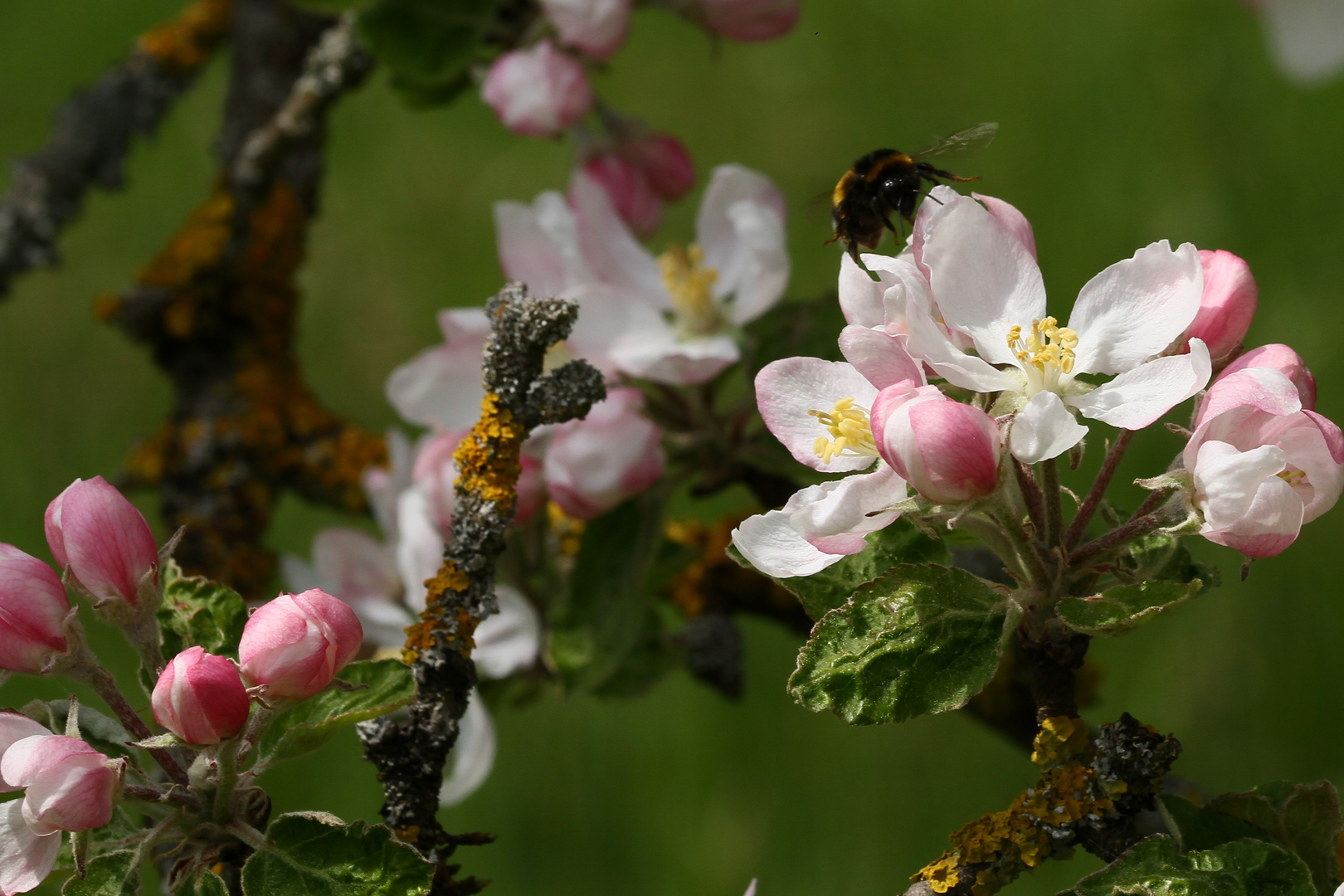 Hummel auf Tour(en)