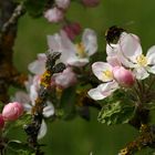 Hummel auf Tour(en)