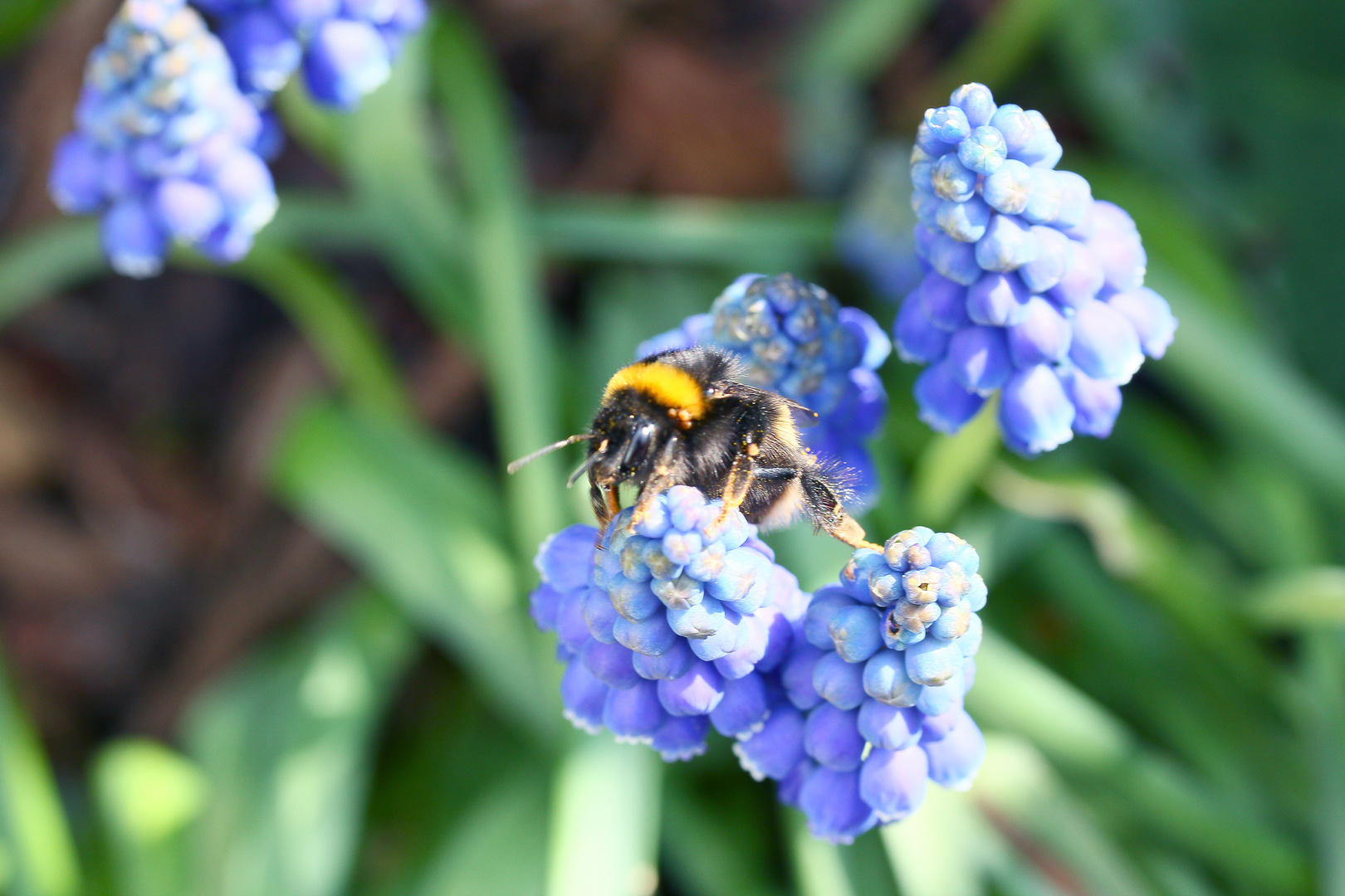 Hummel auf Traubenhyazinthe