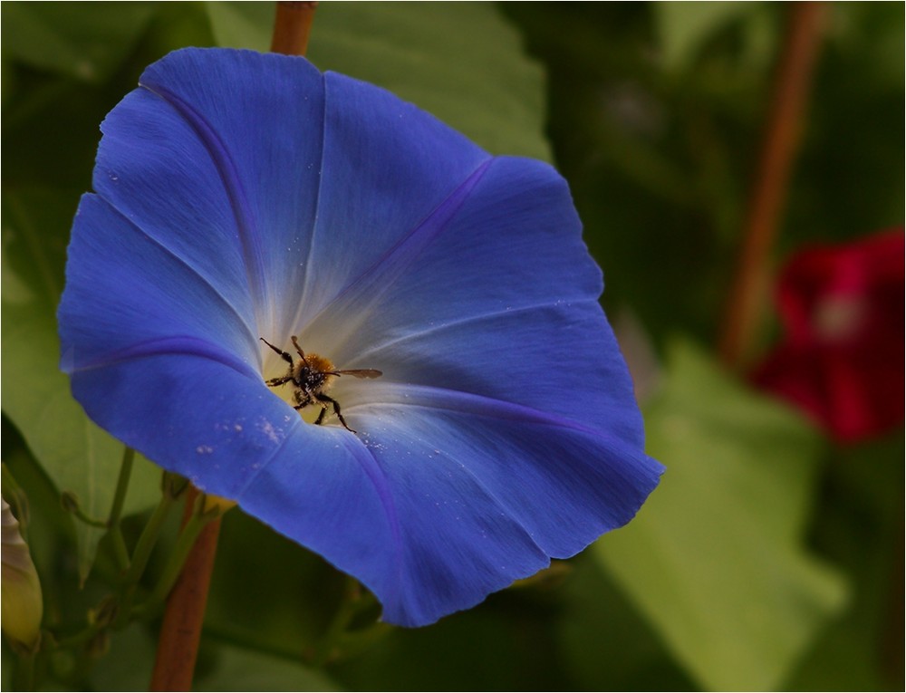 Hummel auf Trichterwinde