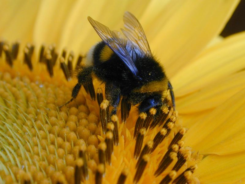 Hummel auf unserem Balkon